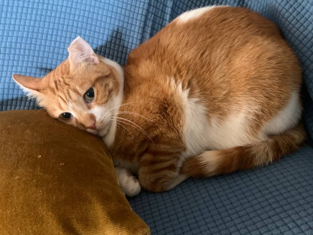 Tankini_991001004333415