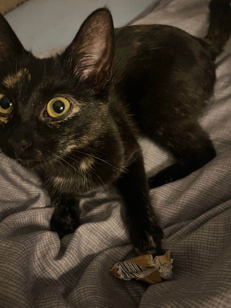 Foto von Hestia