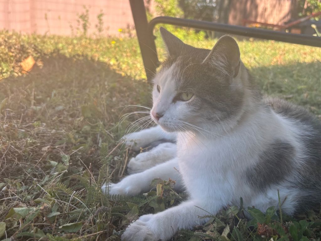 Foto von Mittens