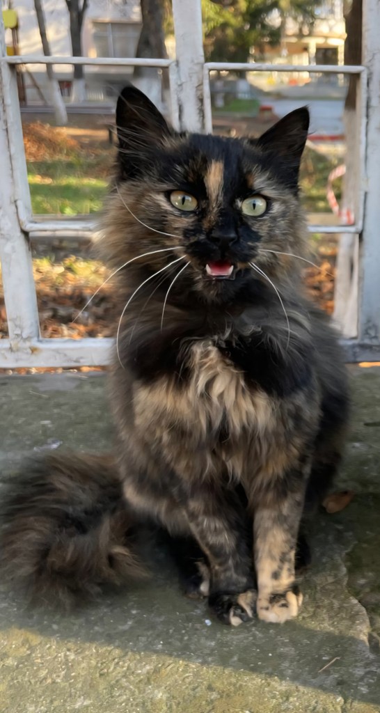 Safira_100237000305154