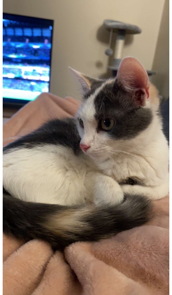 Mila (Tierheimname Vanessa)_040097809311167