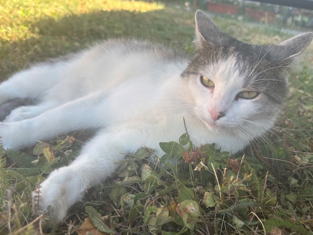 Foto von Mittens