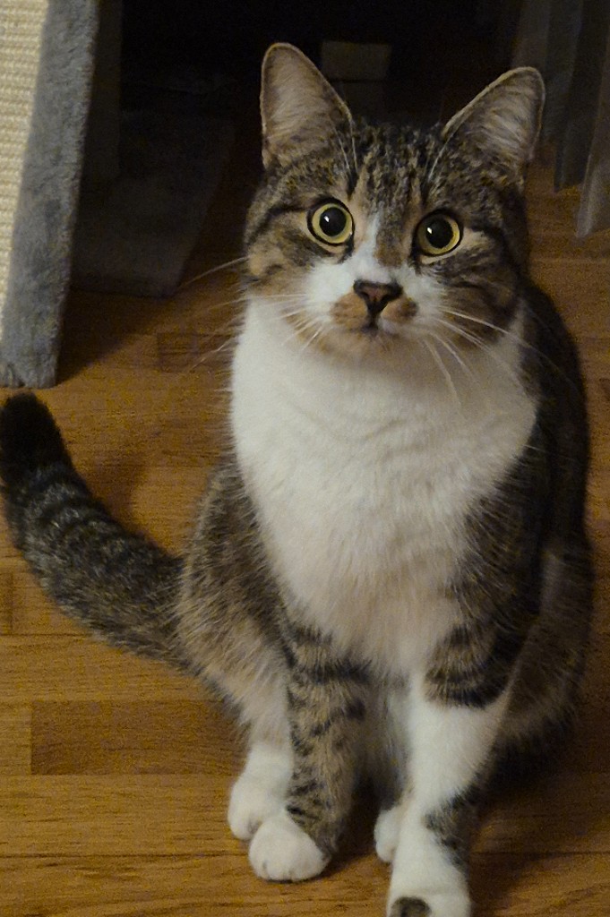 Socke_040098100646780