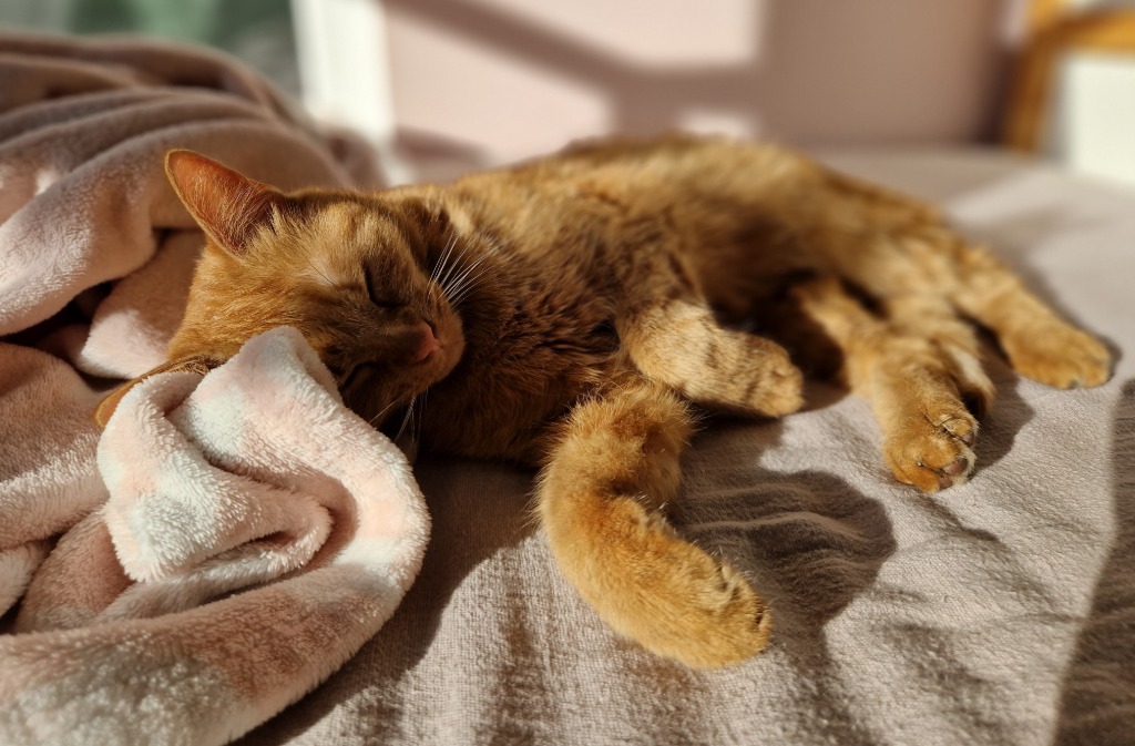 Foto von Lino