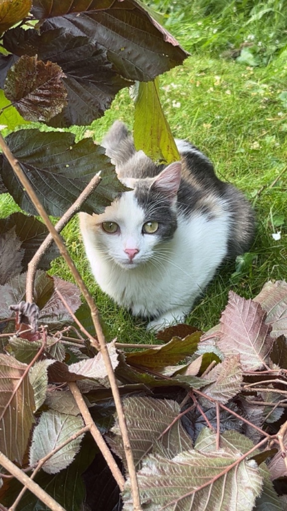 Mila (Tierheimname Vanessa)_040097809311167