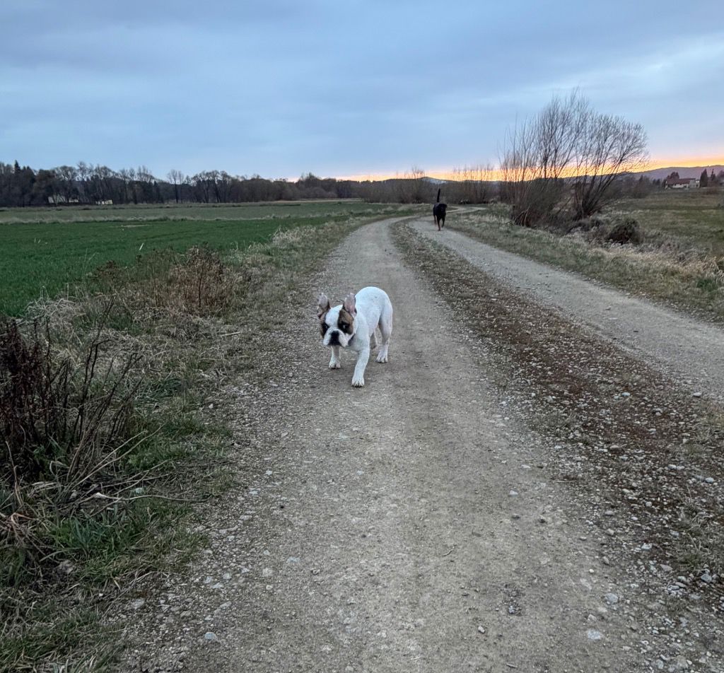Foto von Louie