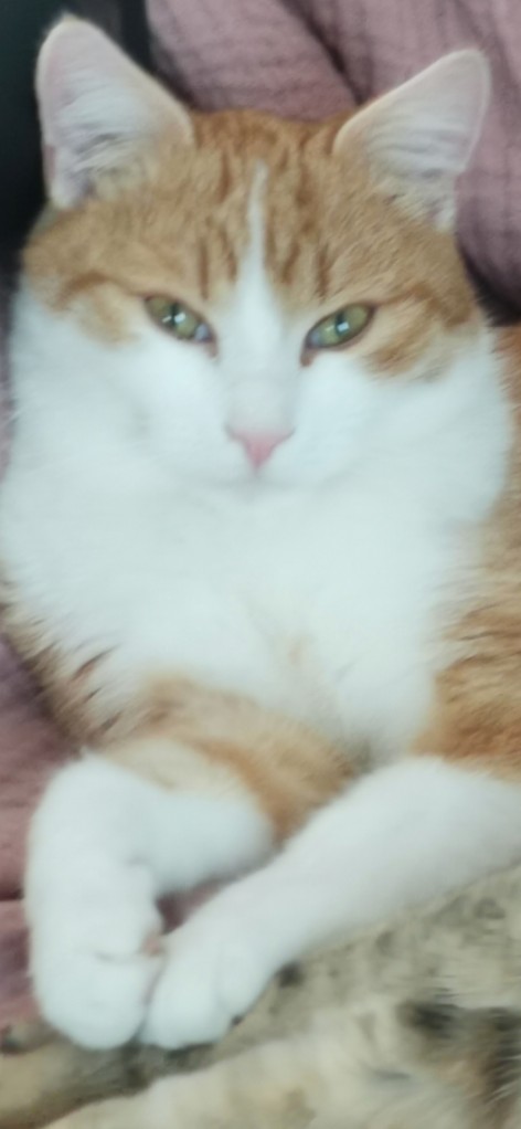 Schnuppi_040097200044377