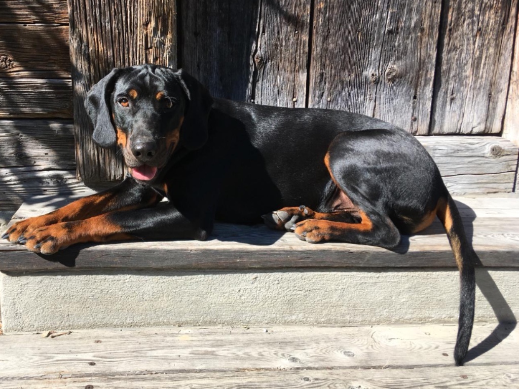 Arris_040093463005375