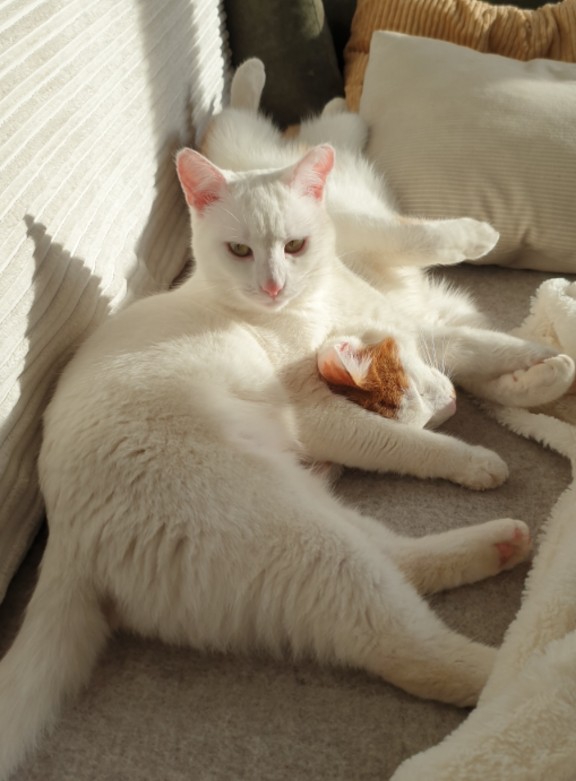 Lena_191035000219877