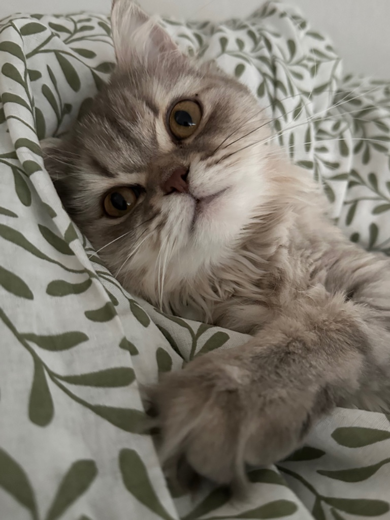 Foto von Mochi