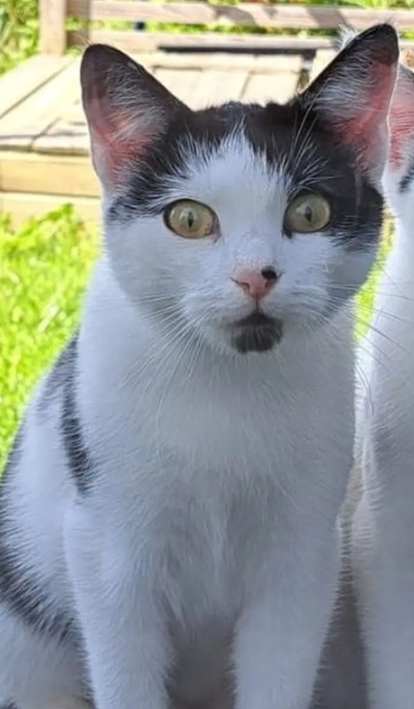 Flecki_040097200022611