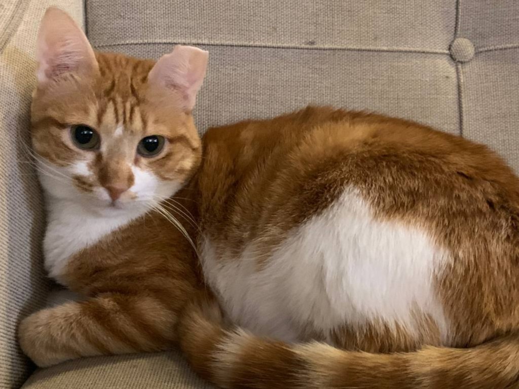 Tankini_991001004333415