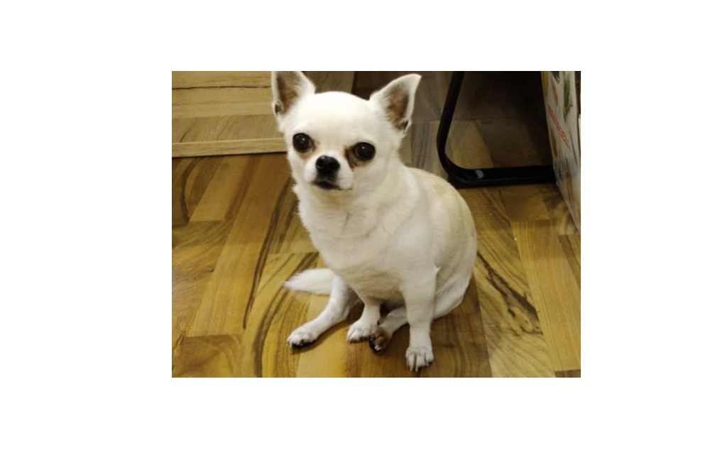 Phoeby_900032001617404