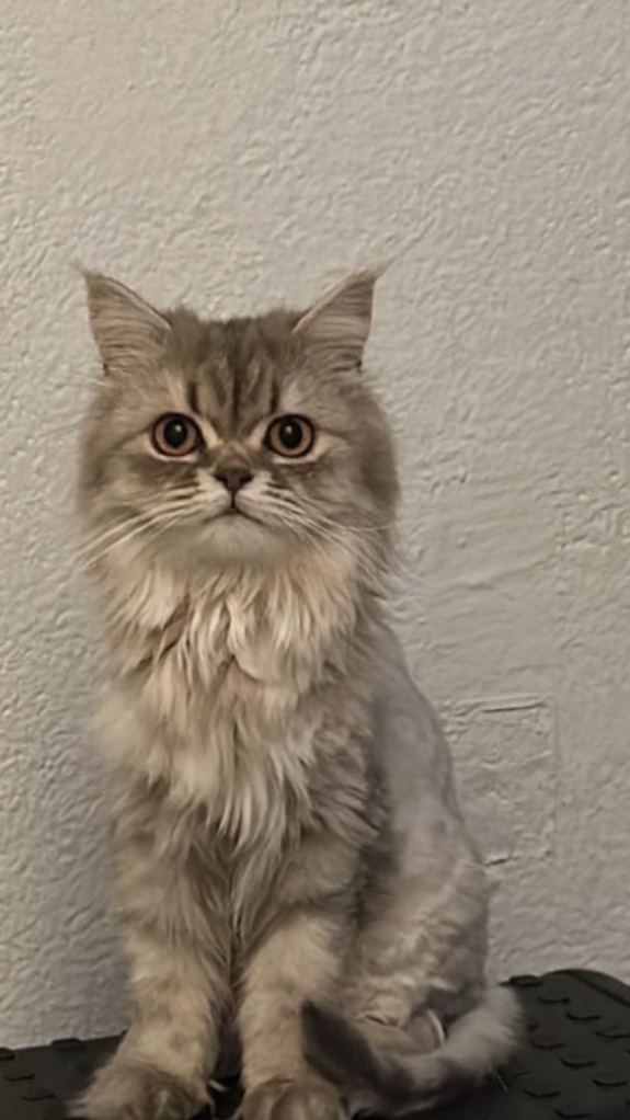 Foto von Mochi