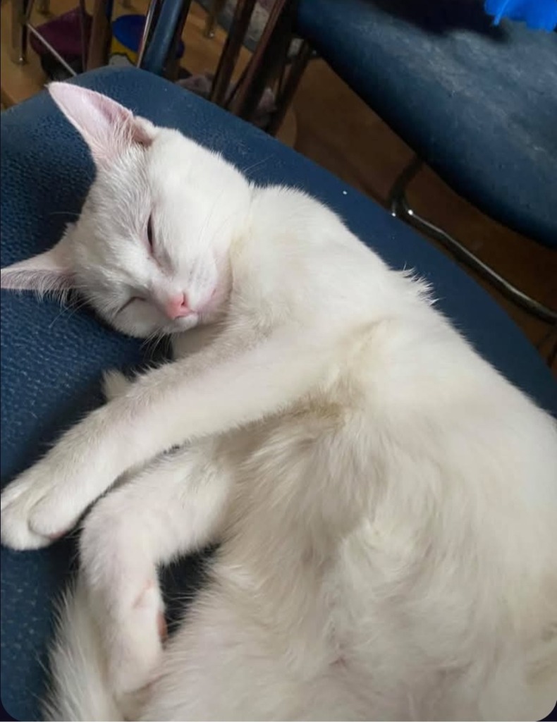 Foto von Lumi