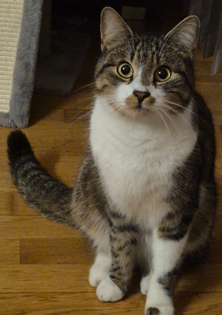 Socke_040098100646780