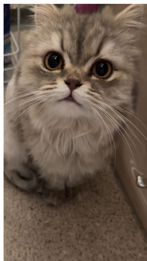 Foto von Mochi