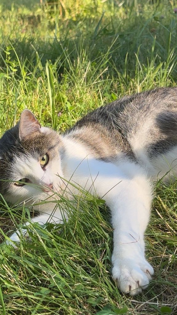 Foto von Mittens