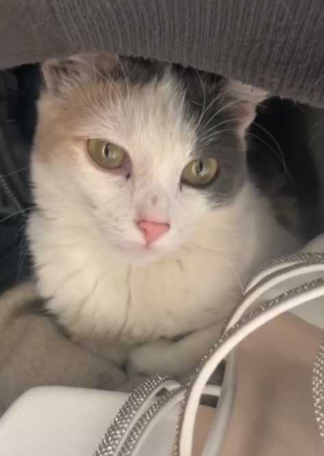 Mila (Tierheimname Vanessa)_040097809311167