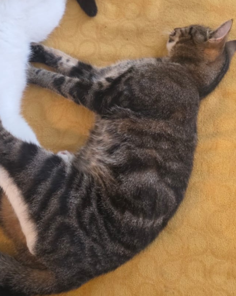 Foto von Simba