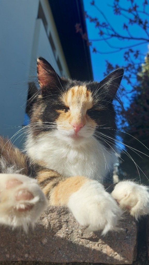 Nona_040097809308372