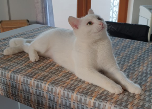 Lena_191035000219877